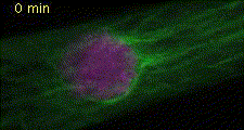 図2 植物細胞の分裂　微小管（緑色）、DNA（マゼンダ色）