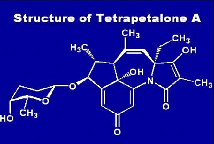 Structure of Tetrapetalone A