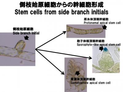 図6　ヒメツリガネゴケ側枝始原細胞からの幹細胞形成