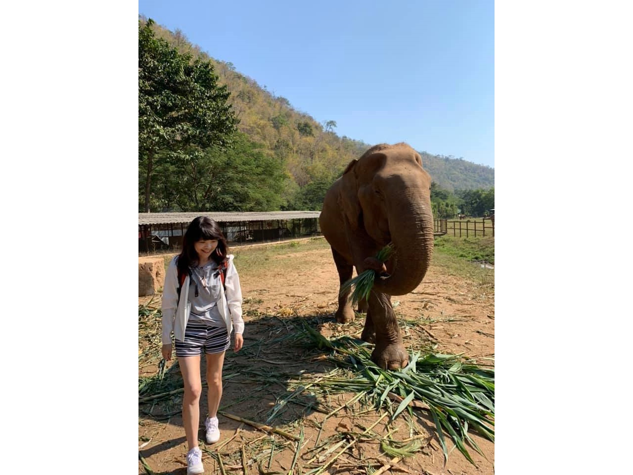 ゾウの自然保護区Elephant Nature Park（タイ）にて