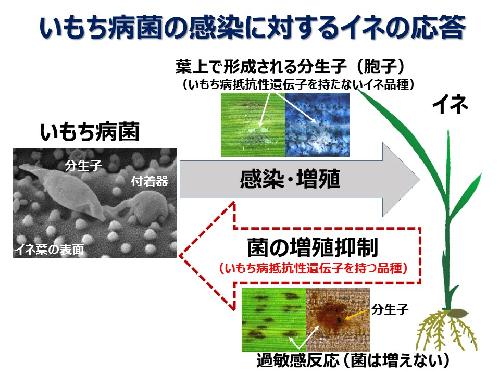 図1　いもち病菌の感染