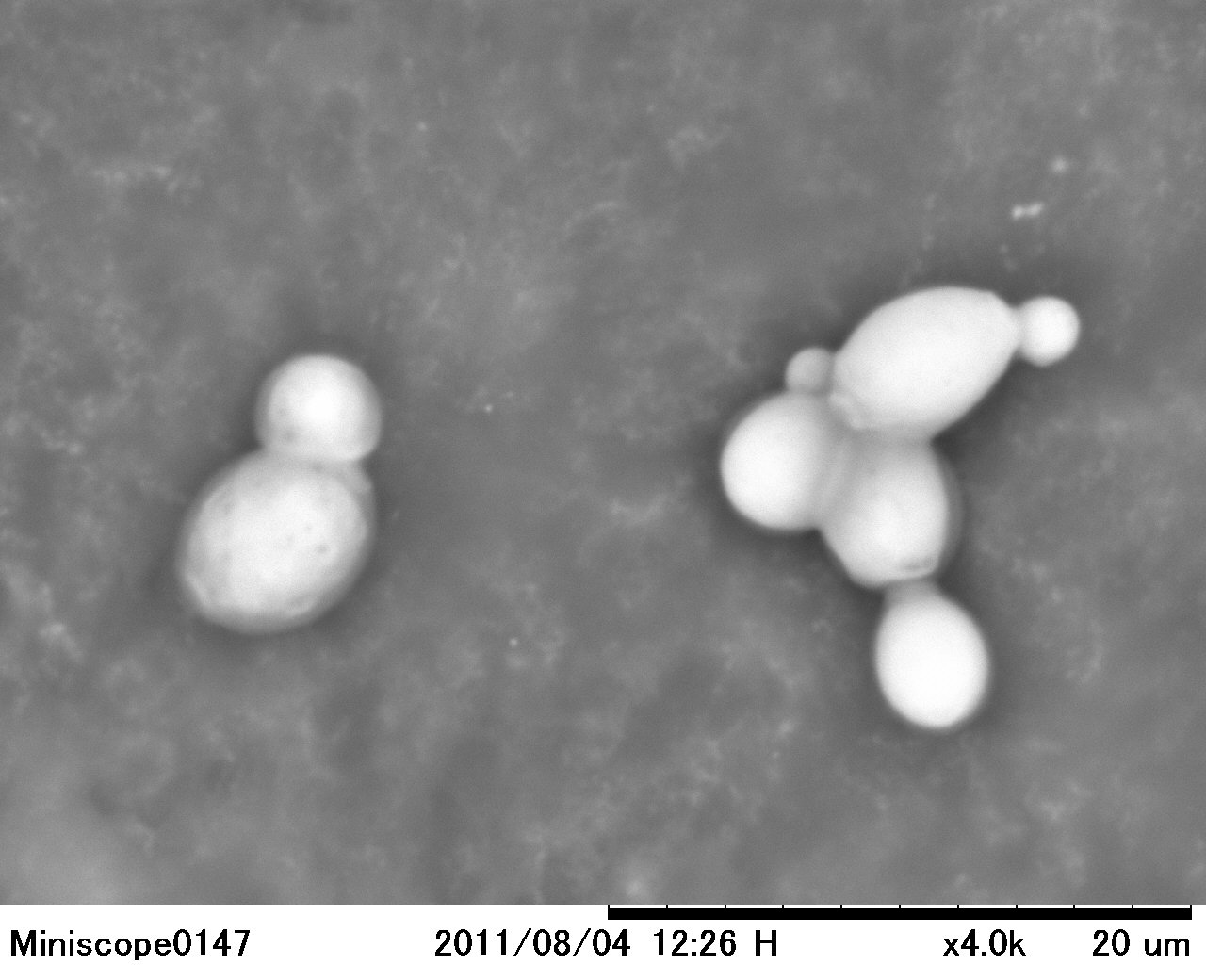 ③ビール醸造中の酵母のメタボリズム解析