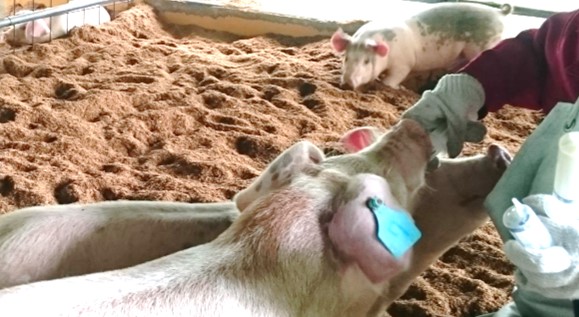 仔豚への乳酸菌飼料素材の投与