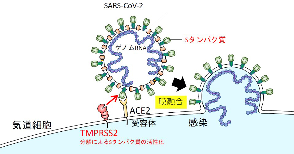 新型コロナウイルス感染症は腎機能に影響を及ぼしますか?