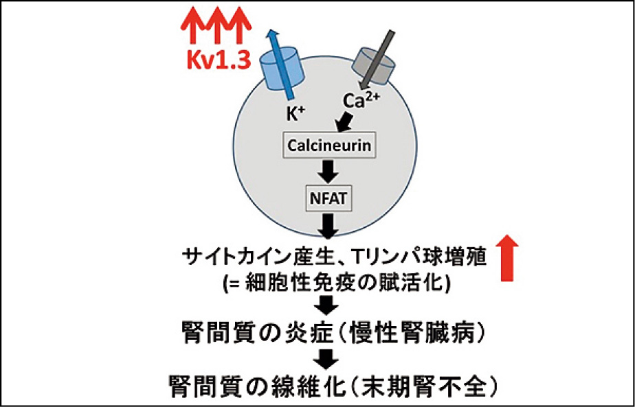 リンパ球K+チャネル（Kv1.3）の過剰発現と慢性腎臓病の進行（Kazama. J Physiol　Sci 2015 より改変）