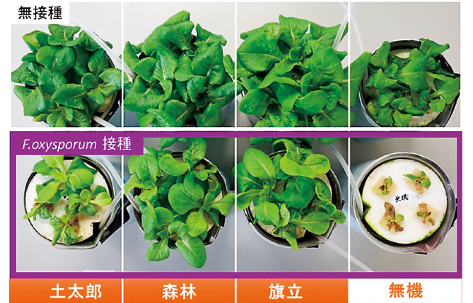 ③有機養液栽培による病害抑制機構の解明