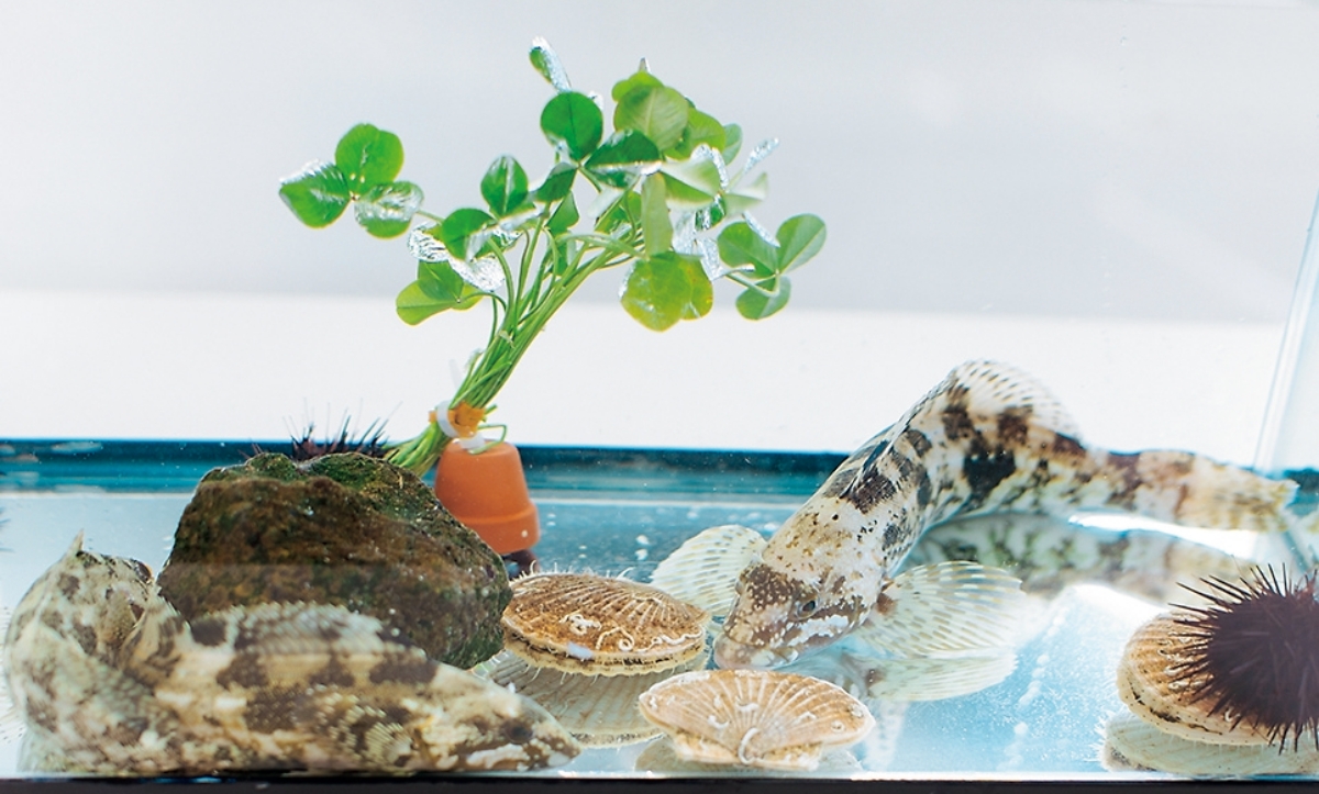 水産生物学実験実習