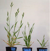 図8　温帯性イネ科のモデル植物ミナトカモジグサBrachypodium distachyonの植物体の地上部。