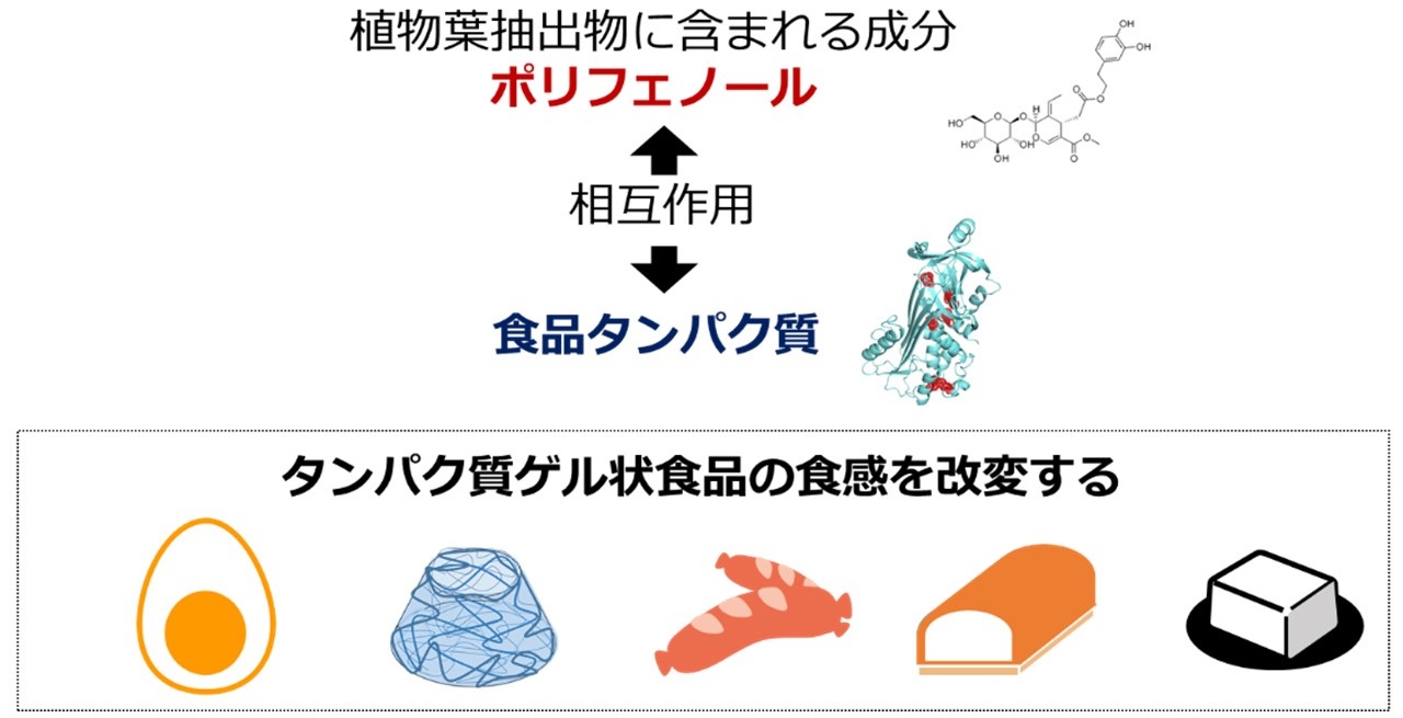 食感改変研究の概要
