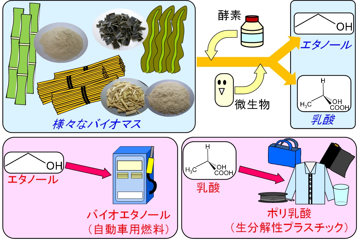 様々なバイオマスからの有用物質の生産