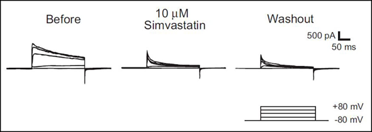 【図３】スタチン類によるカリウムチャネル（Kv1.3）の抑制（文献： Kazama I. et al. Pharmacol Rep 2014より引用）