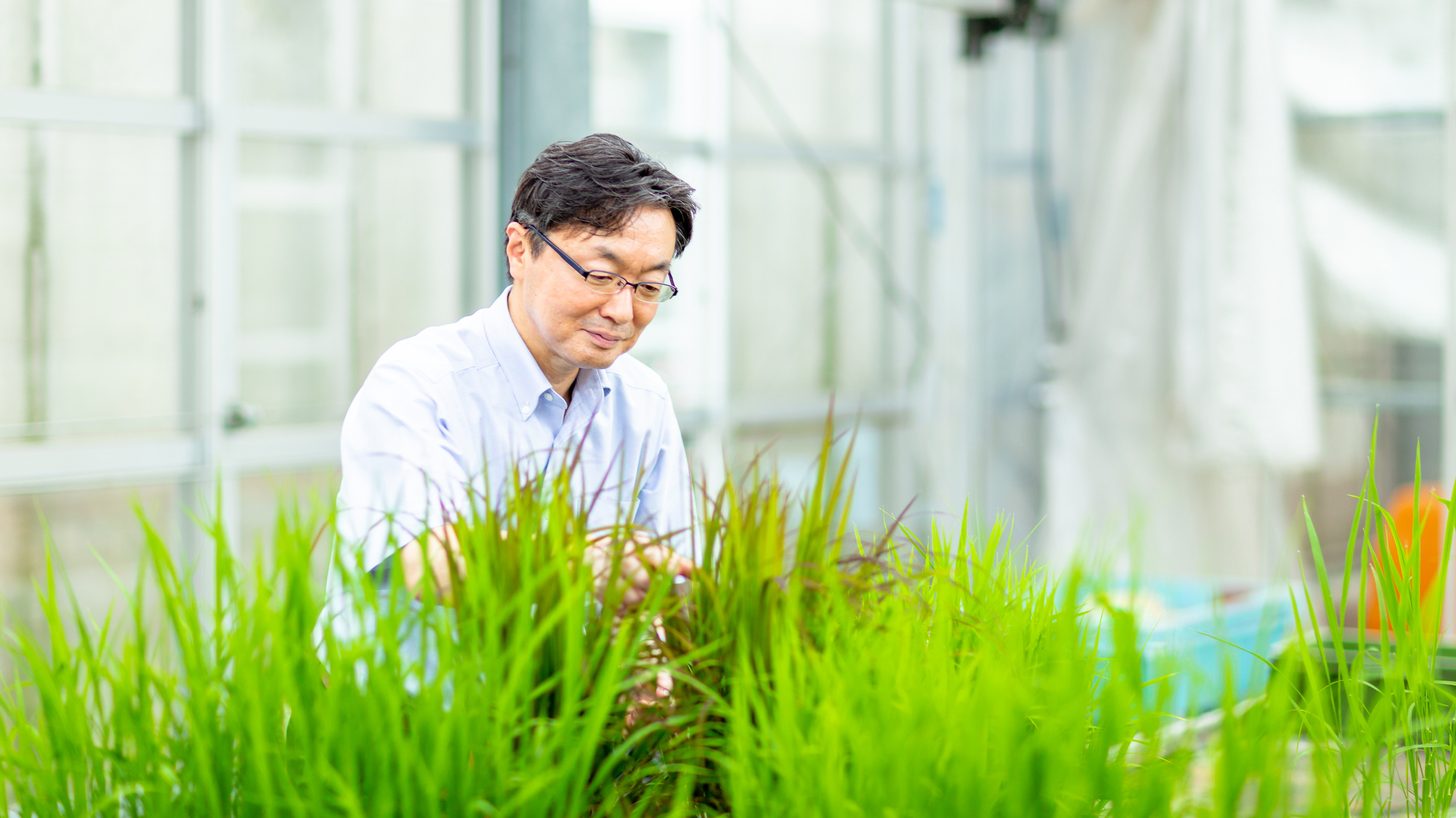 ゲノム情報を活用したイネ(米)の品種開発/生物生産学類岩井先生の模擬講義