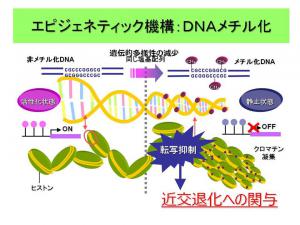 黒毛和種の経済形質に関するエピゲノム解析