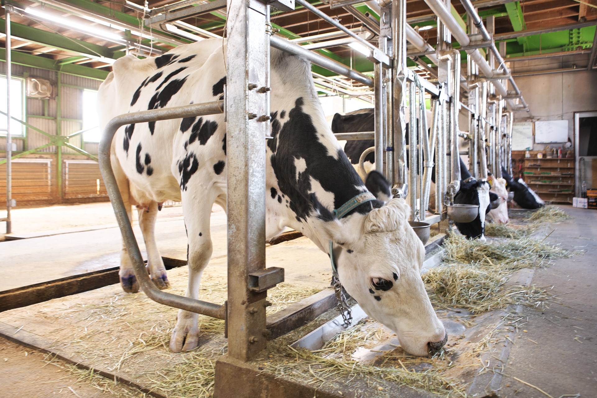 肥育牛の個体モニタリングに最新の IoT 技術を活用し， 畜産動産担保融資（畜産 ABL）の導入に資する 経営支援システムを開発・実証