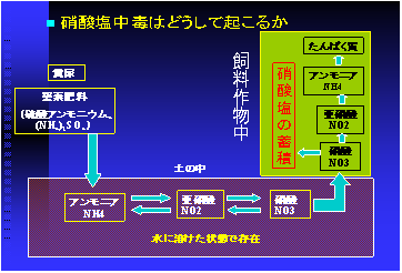 硝酸塩中毒はどうしておこるか