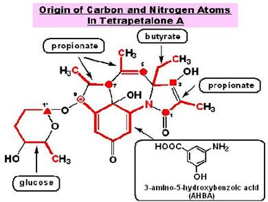Origin of Carbon and Nitrogen Atoms In Tetrapetalone A