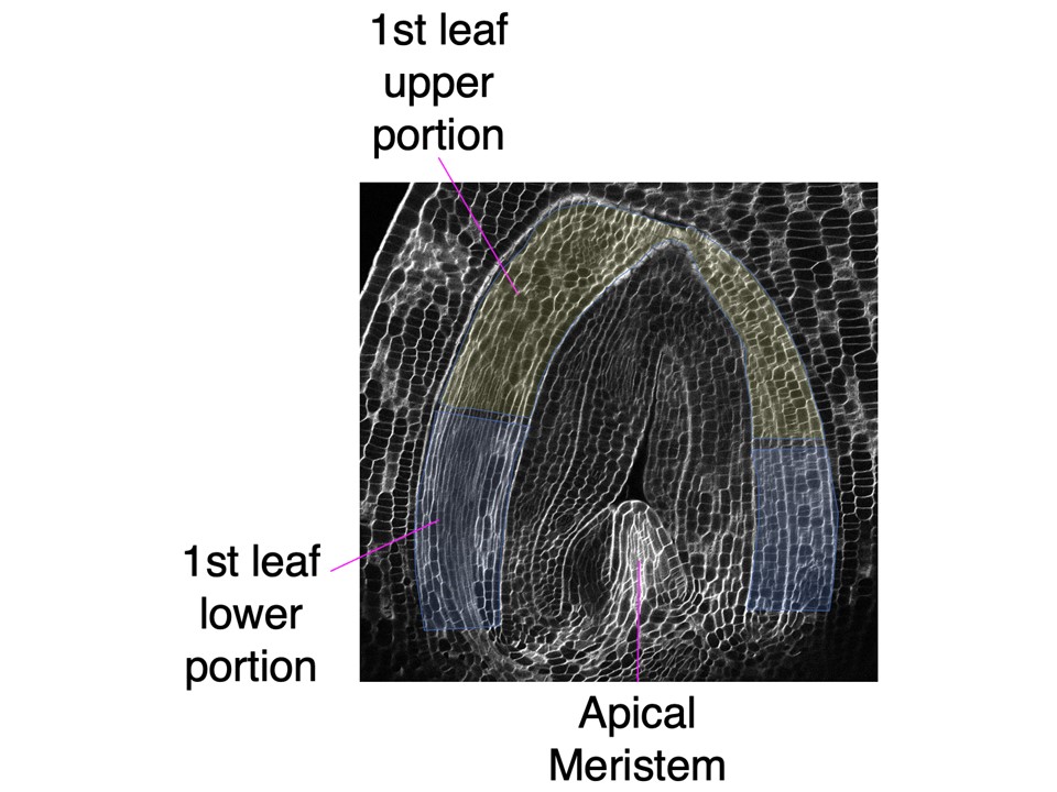 イネの種子（胚）の中に形成された葉の解析例