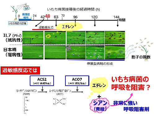 図2　いもち病抵抗性とエチレン合成