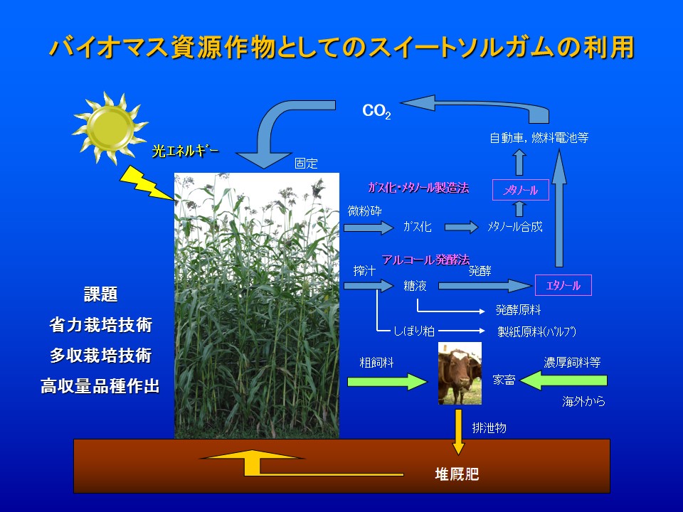 ＜図＞バイオ資源作物としてのスイートソルガムの利用