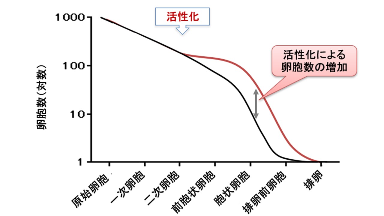 卵胞活性化による卵胞数の変化