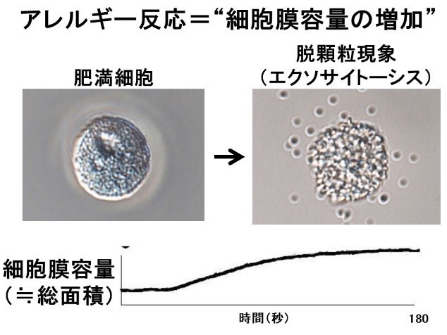 【図2】肥満細胞の脱顆粒現象（エクソサイトーシス）（文献： Kazama I. et al. Cell Physiol Biochem 2015より引用）