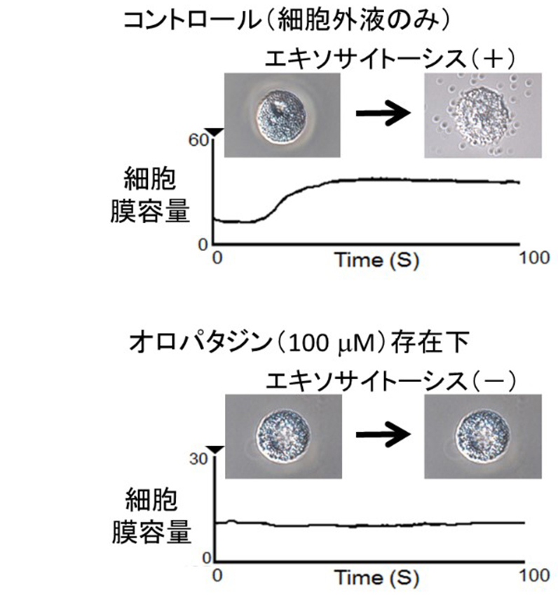 国際新型コロナ細胞治療研究会