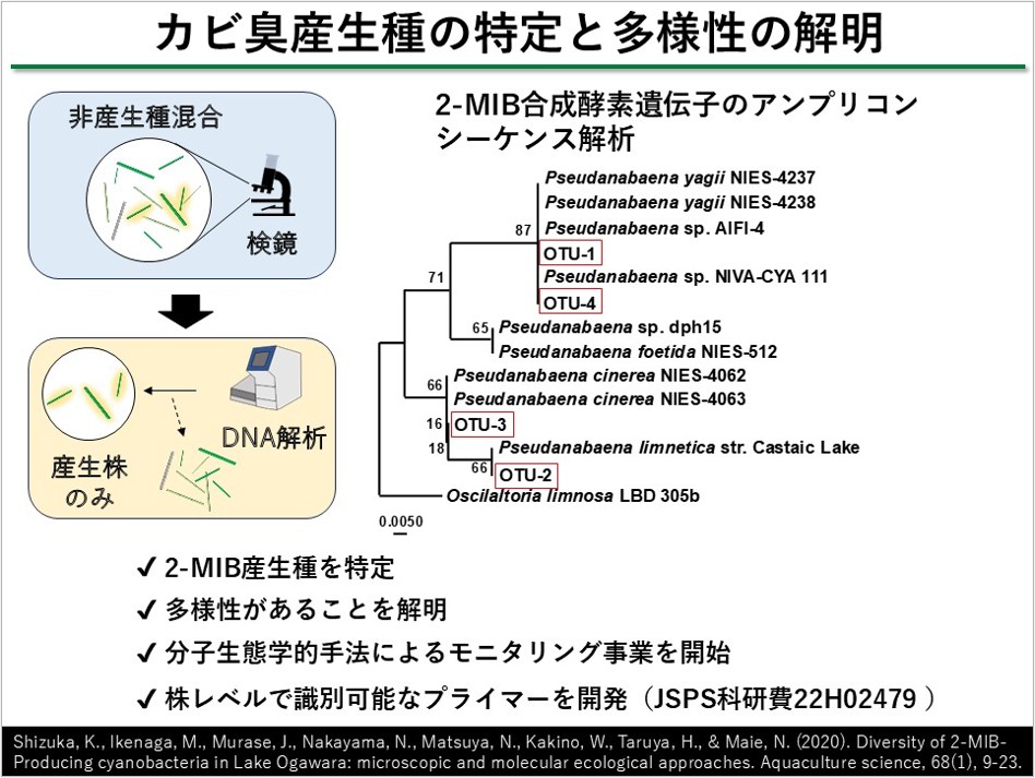 カビ臭産生微生物の特定と組成解析