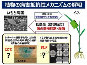 Disease resistance