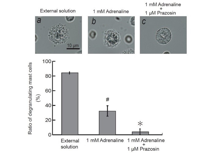 【図4】アドレナリンによる肥満細胞からの脱顆粒抑制と，プラゾシンによる増強効果 （文献： Abe N. and Kazama I. et al. Biomed Res Int 2020より引用）