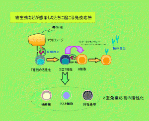 2型免疫応答のしくみ