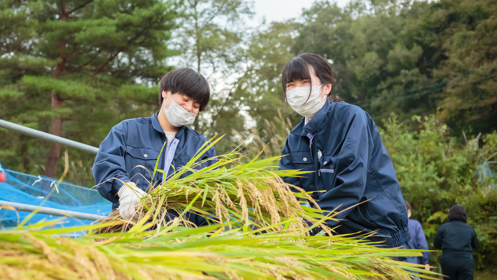収穫の秋, 水稲生産を実践で学ぶ“稲刈り実習”/植物性食材生産実験実習II 