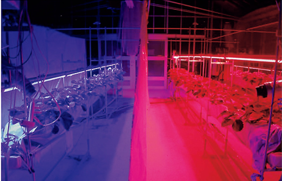 ①LED電照による夏秋イチゴの増収技術の開発