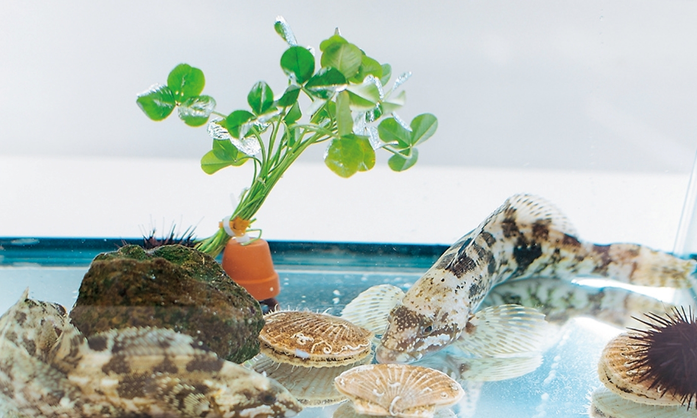 水産生物学実験実習