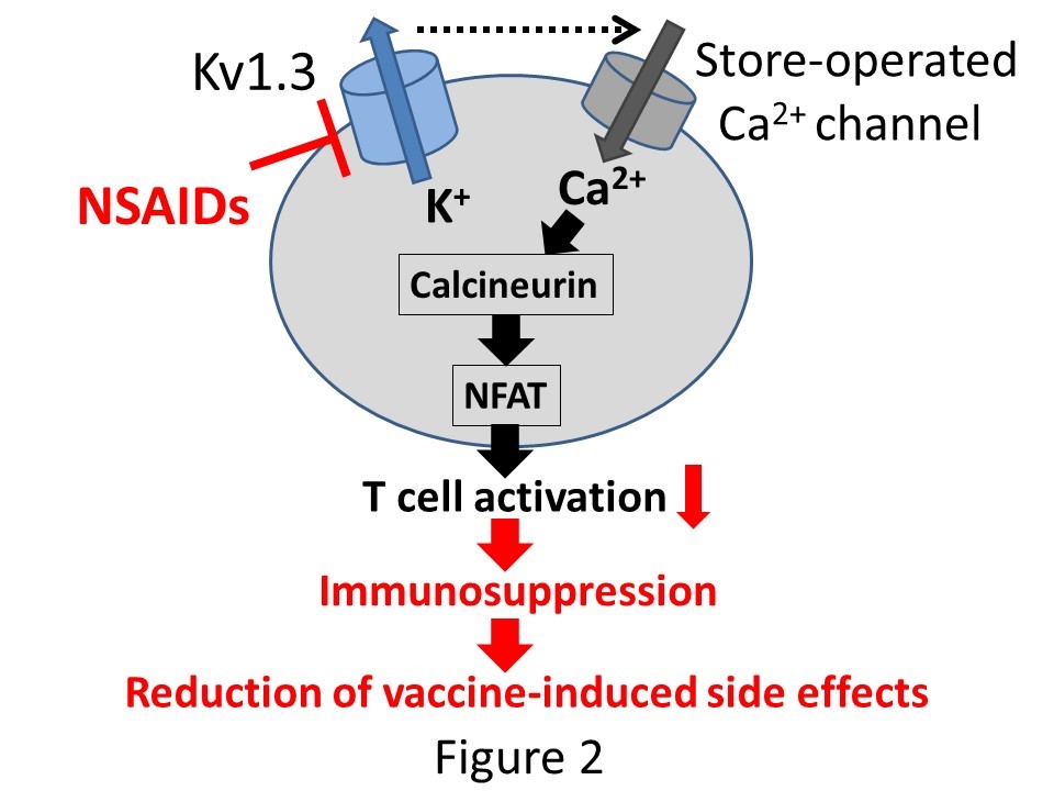【図１】リンパ球カリウムチャネル（Kv1.3）と免疫反応，NSAIDsの有効性，Kazama I & Senzaki M. Drug Discoveries & Therapeutics 2021より引用