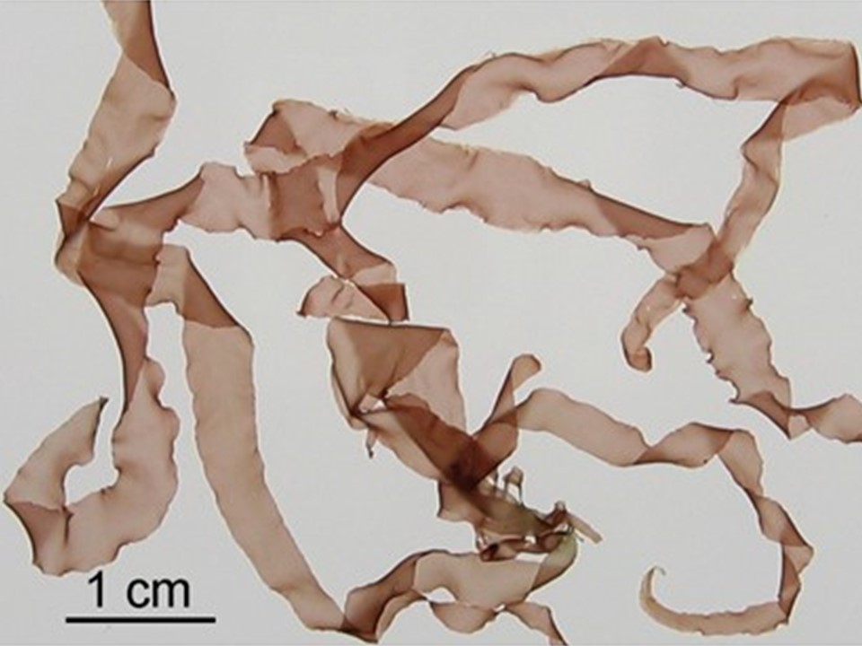 スサビノリ（養殖種）。この環境耐性能や形態形成過程の生物学研究を行っています。