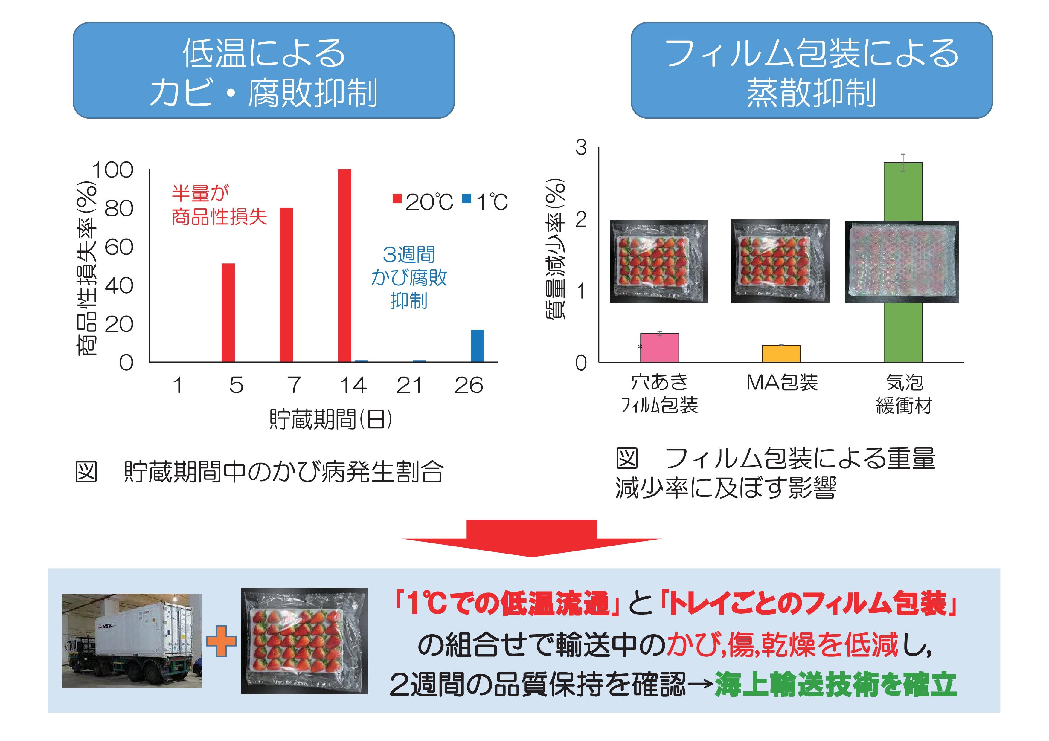 低温輸送とフィルム包装による東南アジア向けイチゴの海上輸送実現