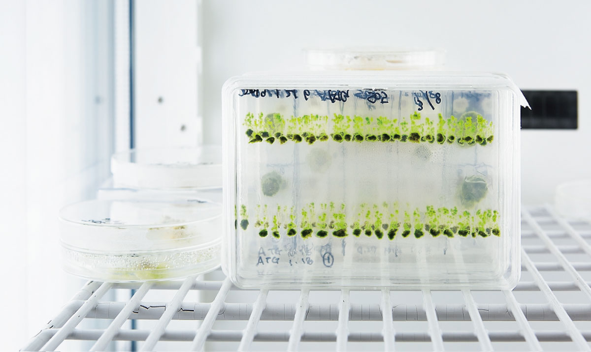 植物分子遺伝育種学研究室（日渡祐二）