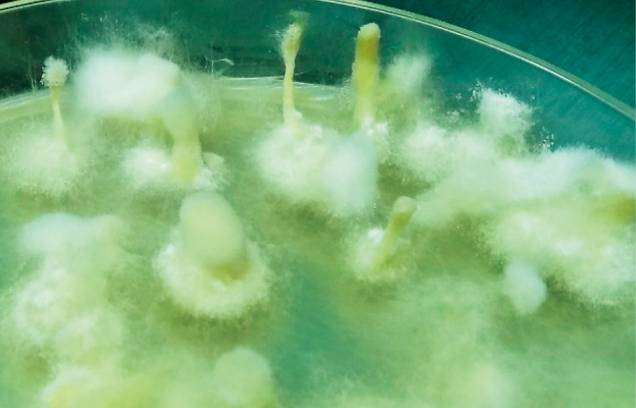 人工培地上で生育する昆虫病原糸状菌