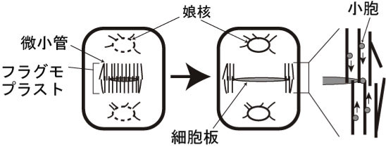 図3　植物細胞の細胞質分裂の模式図