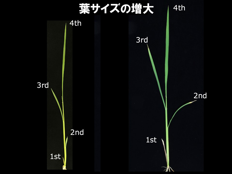 特定の遺伝子の働きによりイネの葉が早期に大きくなる（右側）