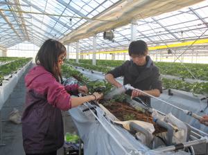 植物工場におけるイチゴ生産拡大のための生育指標の構築