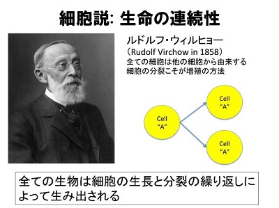 図1　細胞から細胞が生まれる