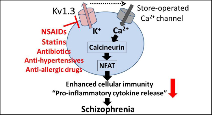 【図1】リンパ球カリウムチャネル（Kv1.3）と免疫反応，統合失調症の発症（文献： Sato Y, Kazama I et al. Drug Discoveries & Therapeutics 2022より引用）