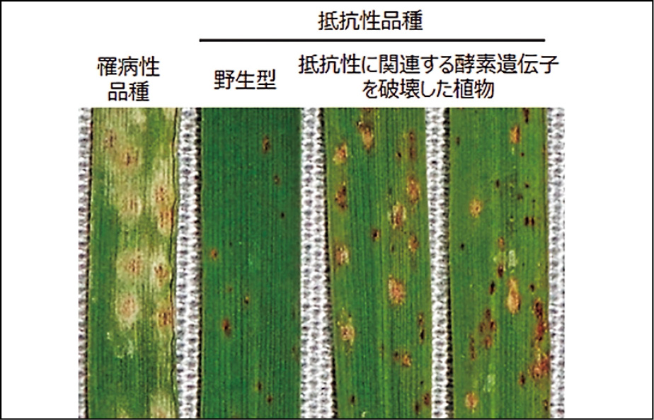 図１　病害抵抗性関連物質の探索のためのゲノム編集を用いた植物素材作出