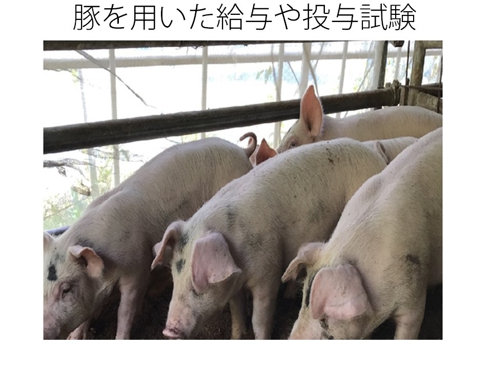 豚を供試して，食素材や飼料素材の健康性や免疫性への効果を検証する。