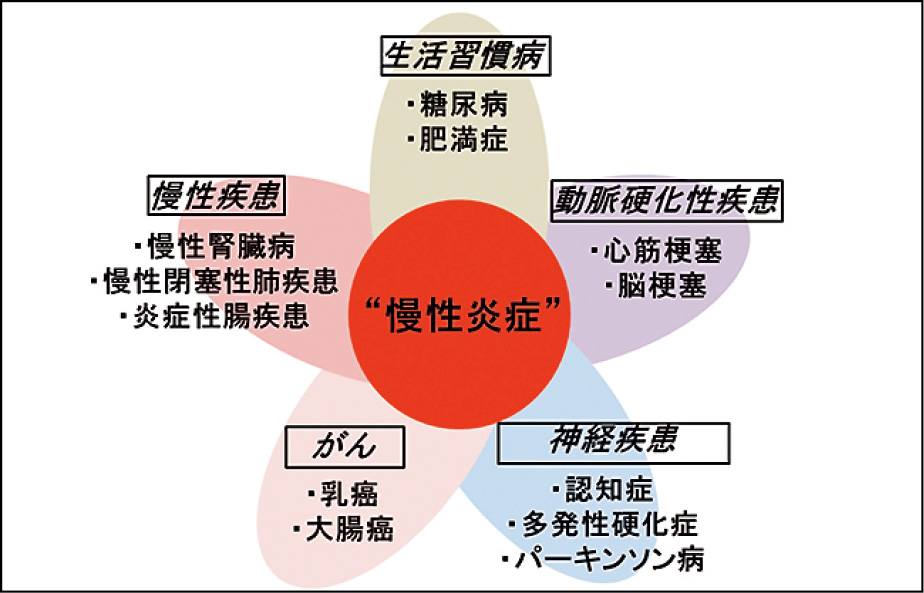 慢性炎症性疾患（Kazama. J Physiol Sci 2015 より改変）