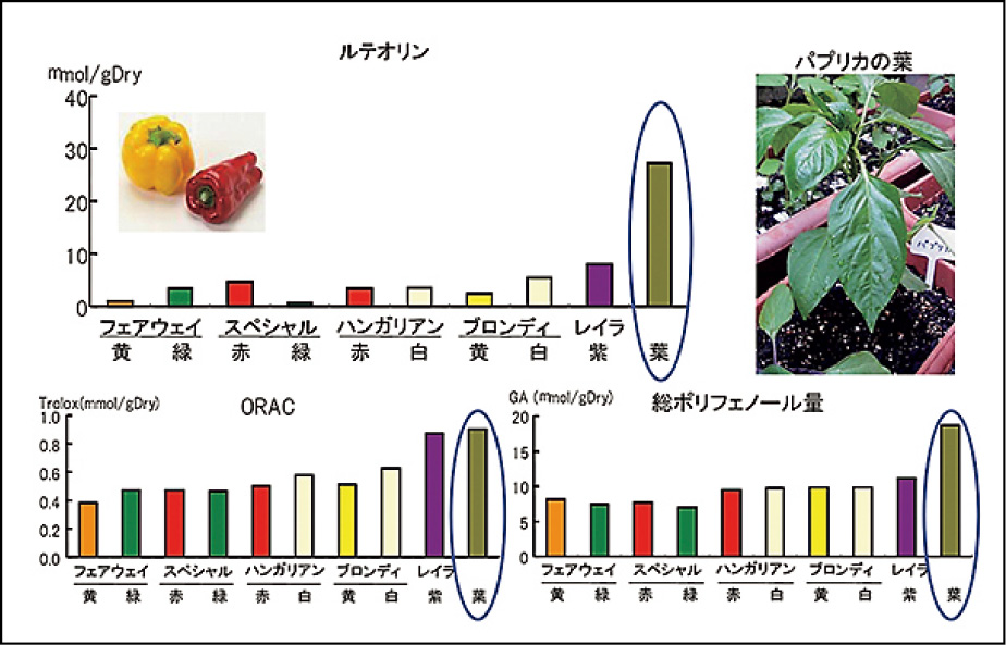 宮城県の特産であるパプリカの抗酸化性