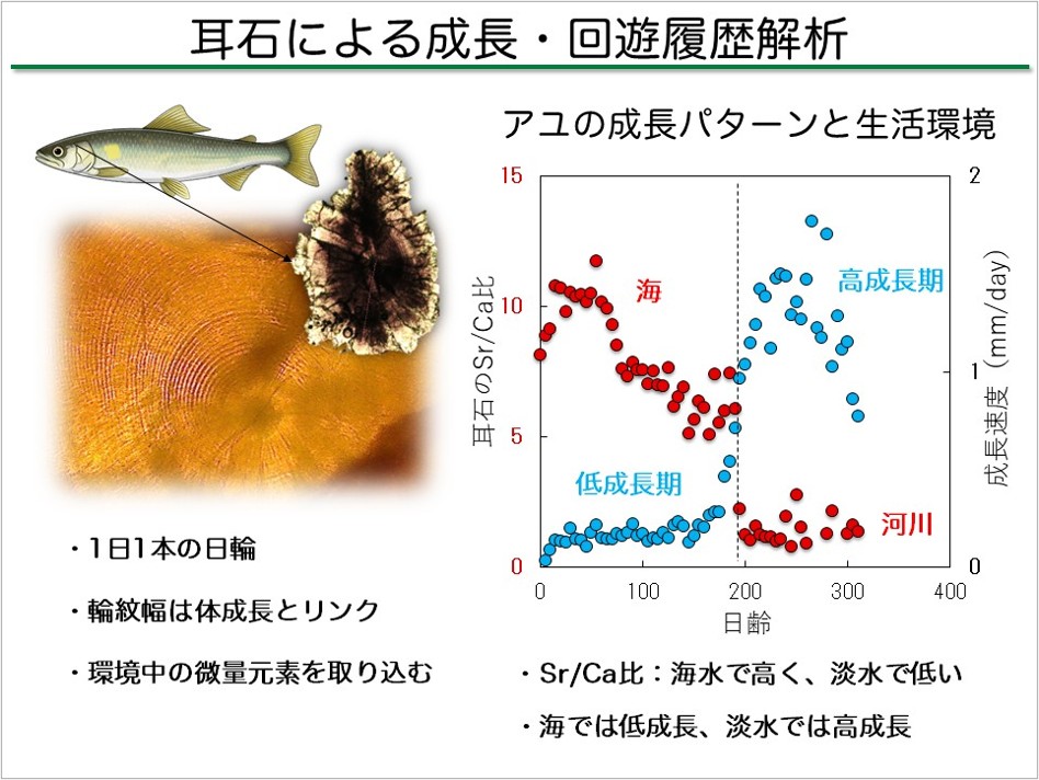 耳石による成長・回遊履歴解析